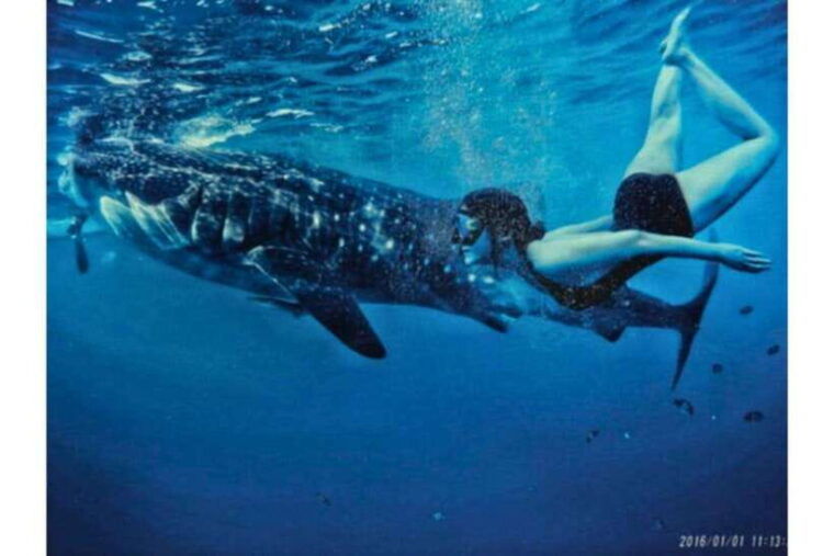 cebuwhale-shark-waterfall-and-sardine-run-group-tourmeal