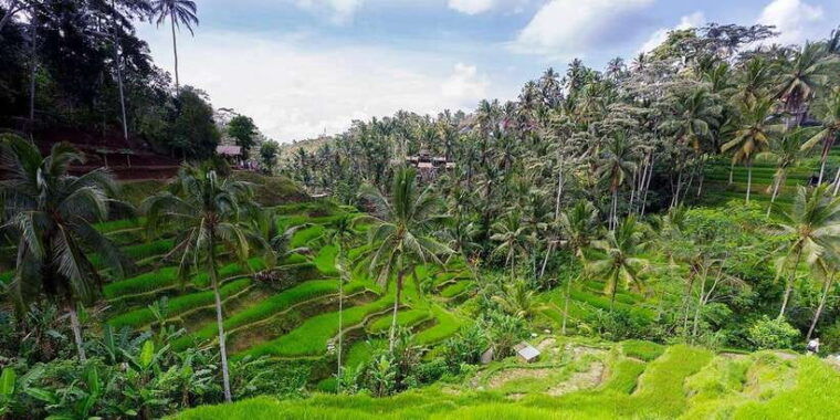 central-bali-ubud-village-rice-terrace-and-kintamani-tour