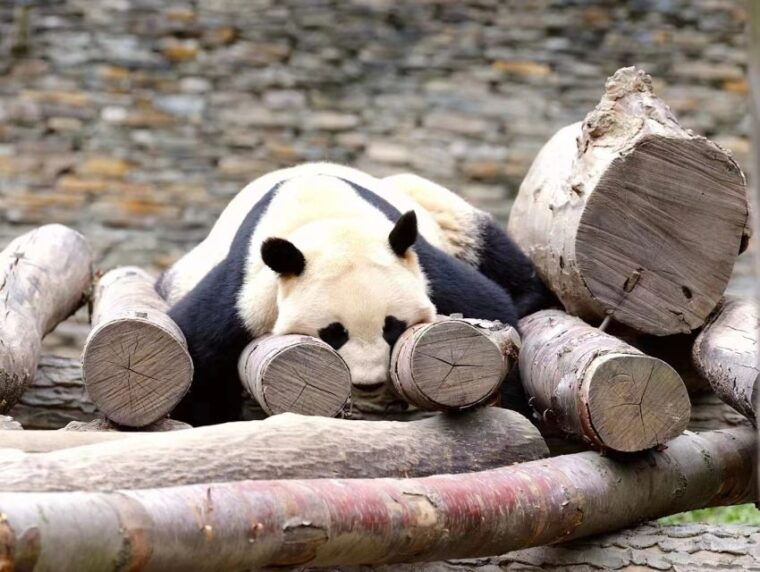 chengdu-chengdu-day-trip-with-giant-panda-and-leshan-buddha