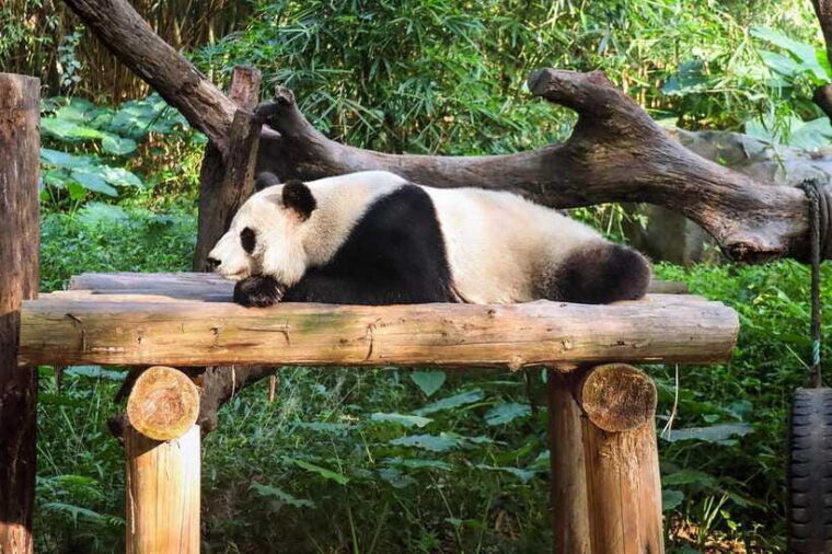 chengdu-giant-panda-base-half-day-tour-english-tour-guide