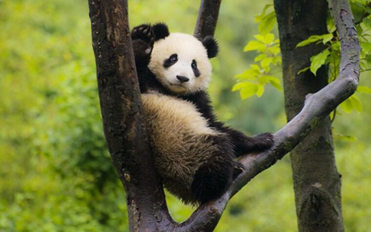 chengdu-panda-base-half-day-tour