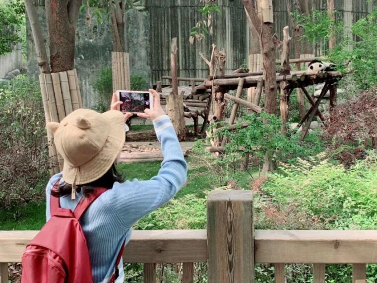 chengdu-private-panda-base-tour-with-80-pandas
