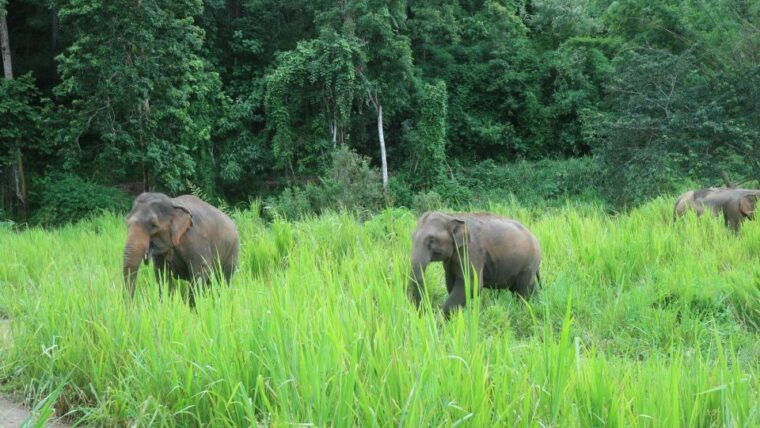 chiang-mai-2-day-jungle-trek-with-elephant-farm-raft-ride