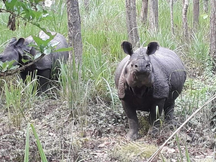 chitwan-4-day-chitwan-national-park-tiger-safari-tour