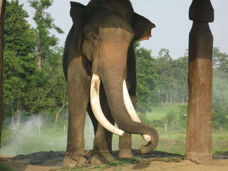 chitwan-jungle-safari-2-nights-3-days