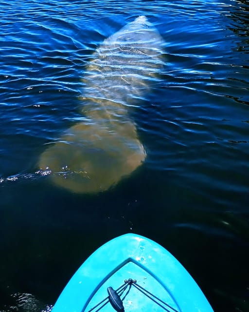 cocoa-beach-merritt-island-guided-dolphin-and-manatee-tour
