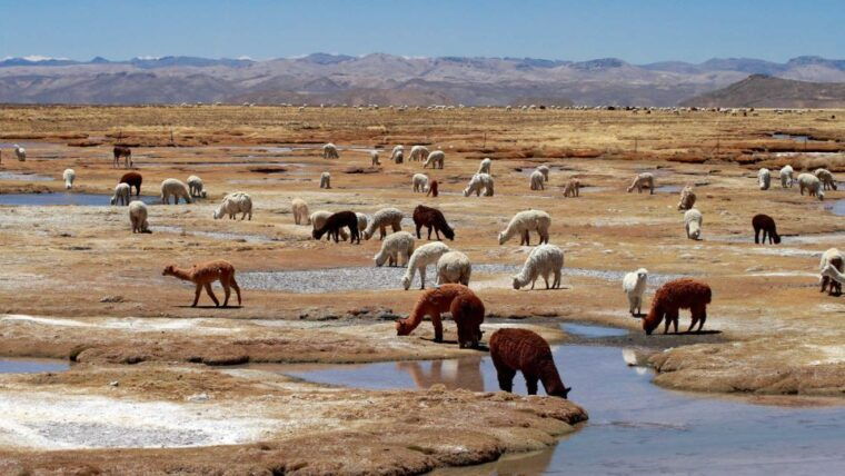 colca-canyon-2-day-tour-from-arequipa-to-puno