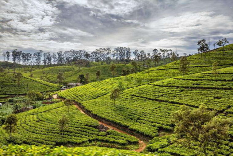 colombo-private-4-day-tour-to-sigiriya-nuwara-eliya-yala