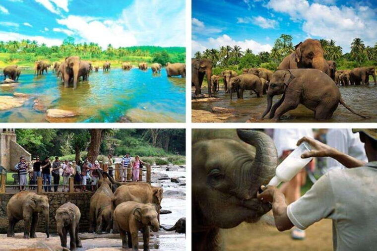 colombo-to-kandy-pinnawela-and-tea-factory-day-tour