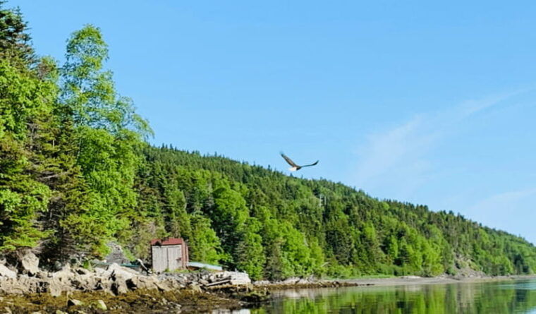 corner-brook-woods-island-adventure-3-hour-zodiac-tour