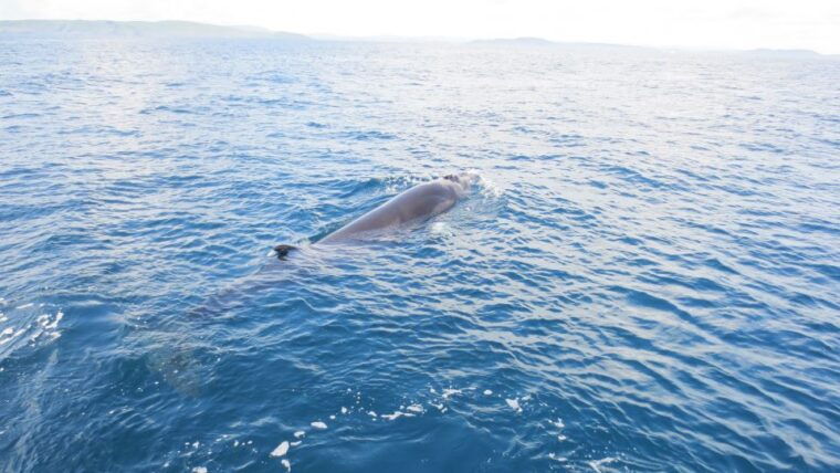 county-cork-whale-dolphin-watching-boat-trip
