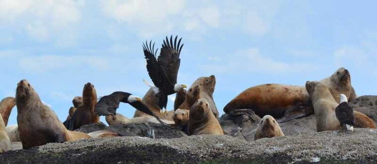 cowichan-bay-half-day-whale-wildlife-adventure