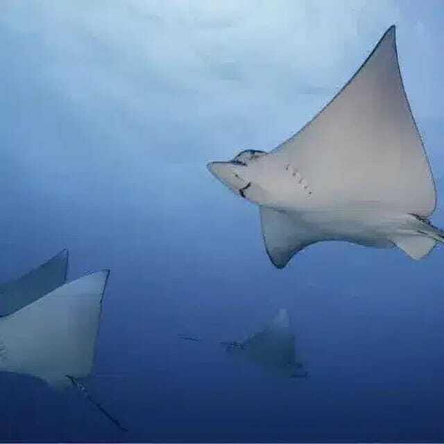cozumel-diving-experience-from-boat