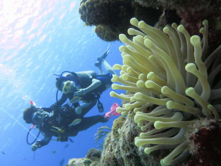 cozumel-one-tank-scuba-dive-and-full-chankanaab-park-access