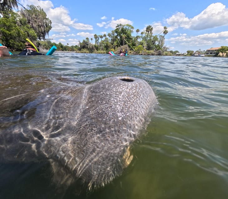 crystal-river-guided-manatee-snorkeling-tour
