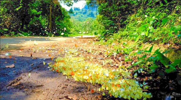 cuc-phuong-forest-the-forest-of-thousands-of-butterflies