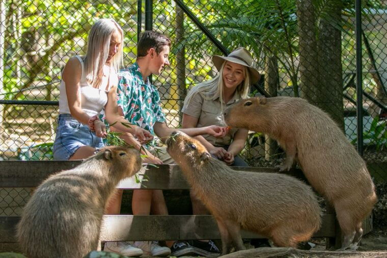 currumbin-wildlife-sanctuary-entry-ticket