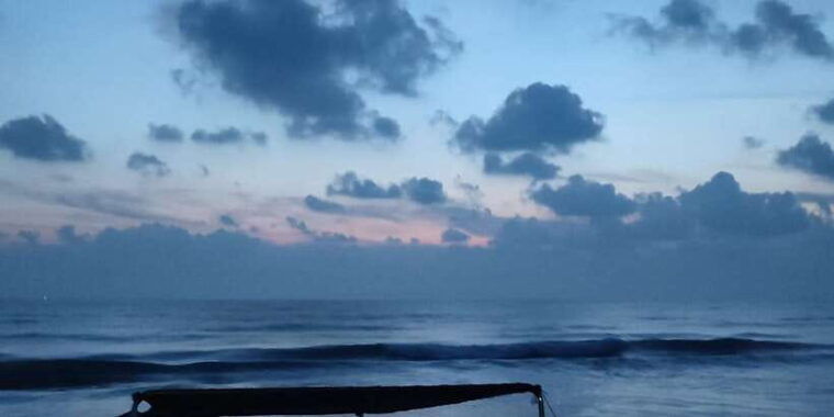 dolphin-whale-watching-east-coast