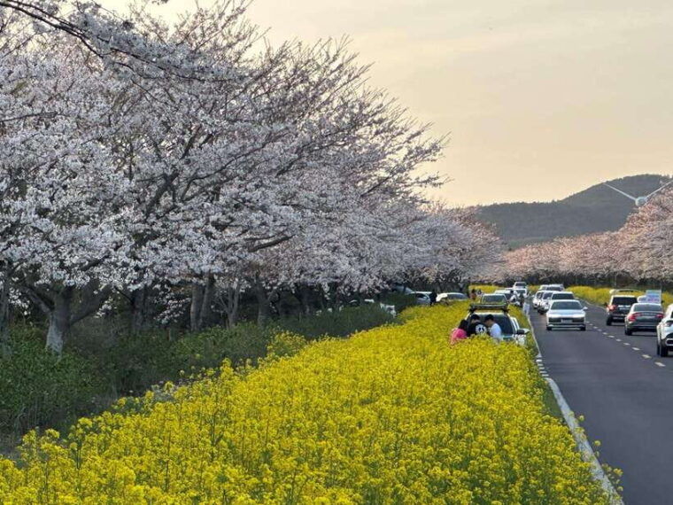 east-jeju-cherry-blossom-tangerine-picking-small-group-tour