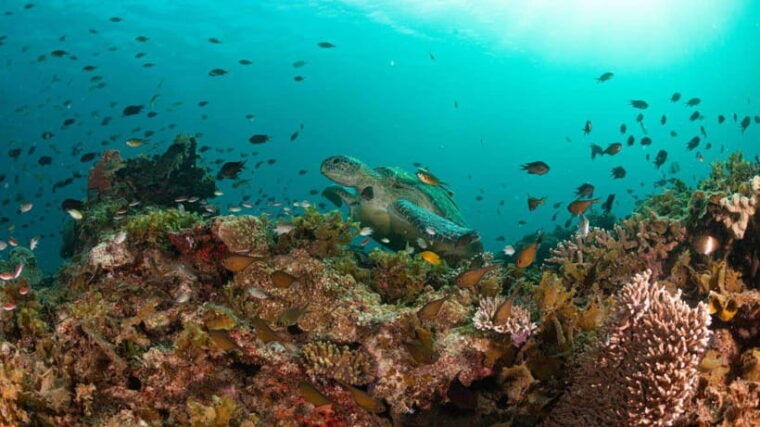 el-nido-manta-ray-diving-experience-in-sibaltan