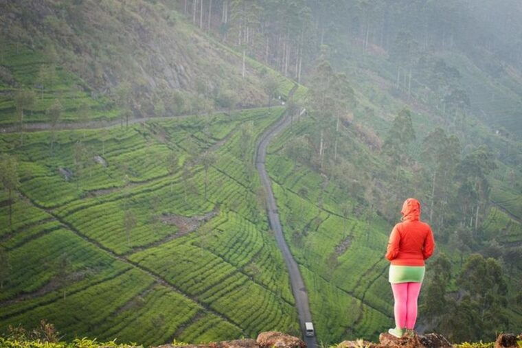 ella-liptons-seat-tea-factory-tea-plantation-day-tour