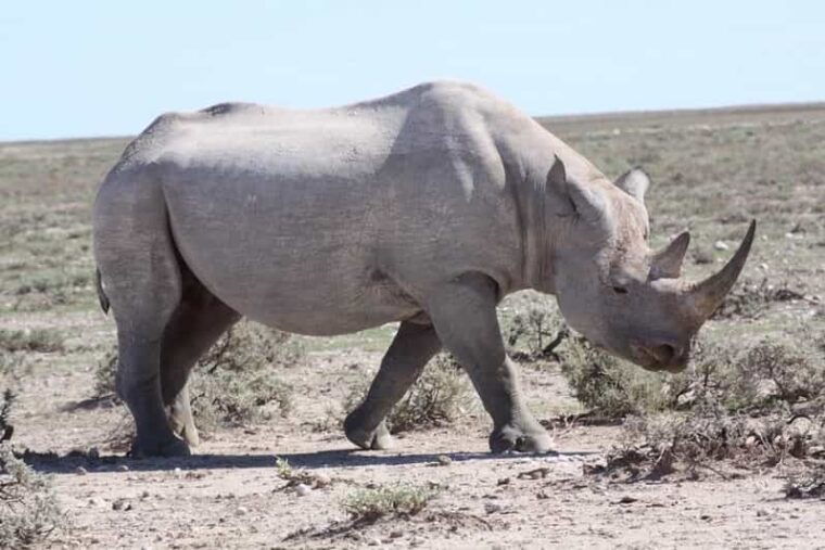 etosha-national-park-swakopmund-tour