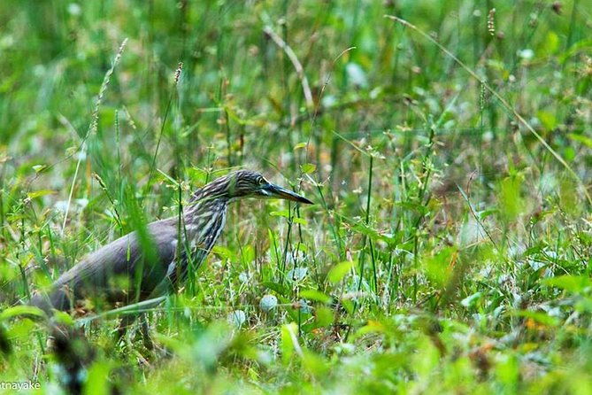 Exclusive : Muthurajawela Bird Watching Tour - FAQ