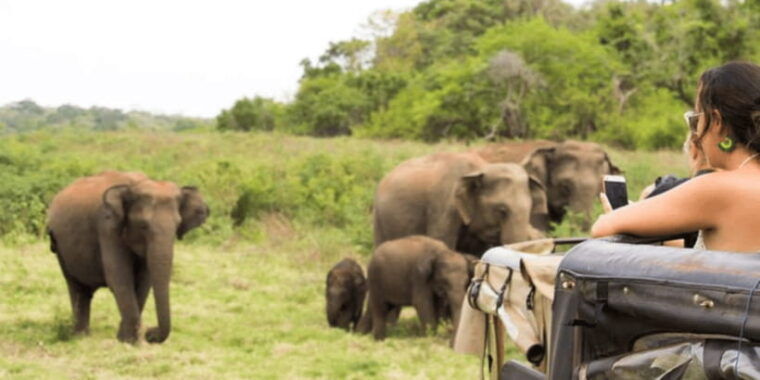 exclusive-wildlife-full-day-adventure-in-wilpattu