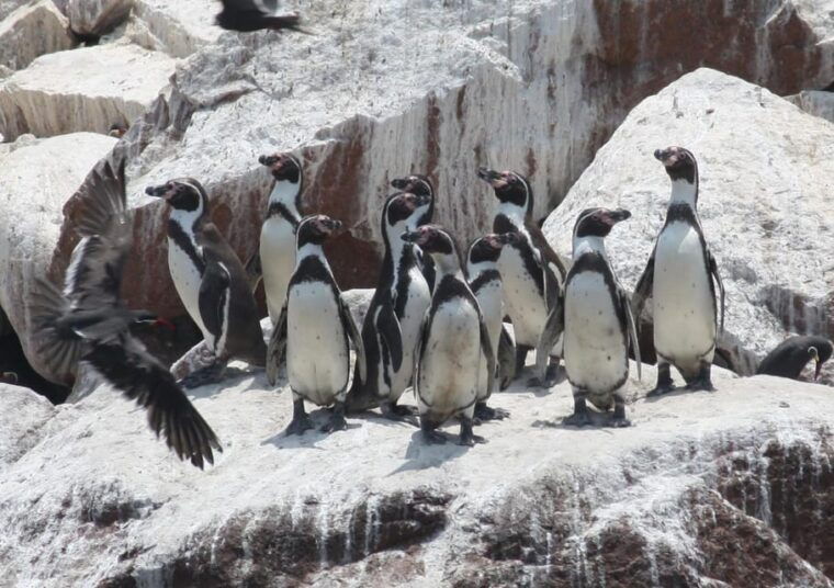 excursion-ballestas-islands-and-paracas-national-reserve-3