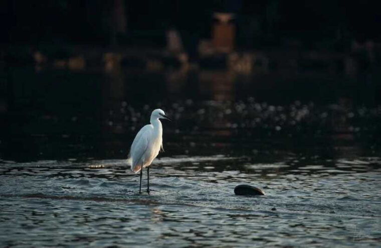 experience-ancient-west-lake-in-hangzhou