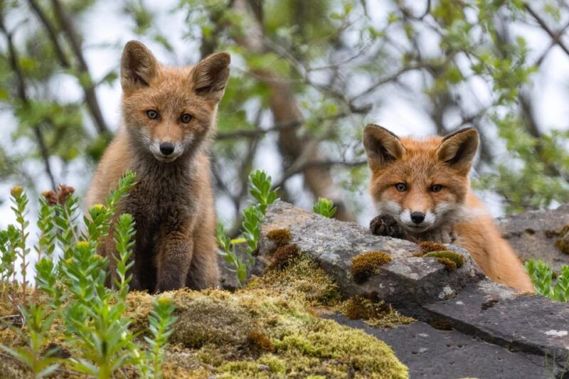 explore-the-norwegian-fjords-and-the-wildlife-from-abisko-2