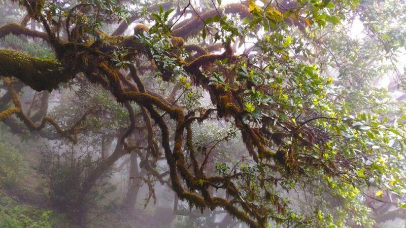 fanal-whistles-levada-walk