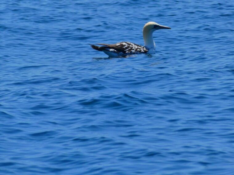 faro-dolphin-and-wildlife-watching-in-the-atlantic-ocean
