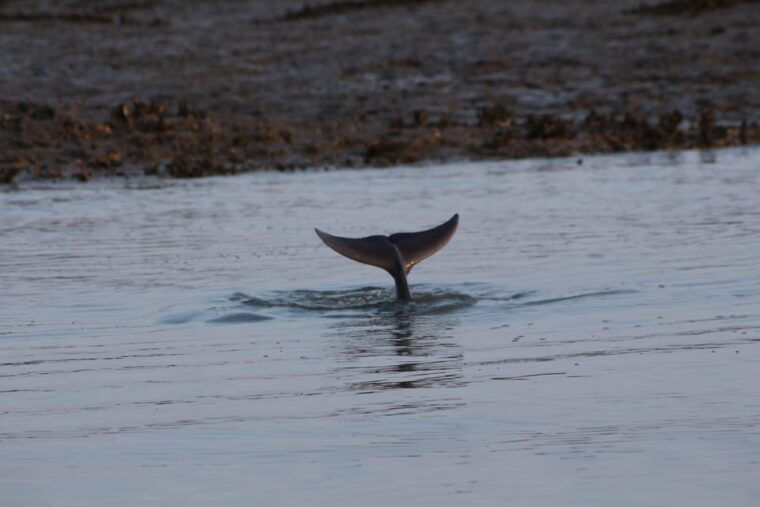 folly-beach-dolphin-viewing-boat-excursion