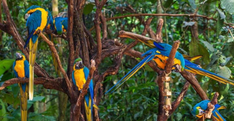 foz-do-iguacu-bird-park-experience