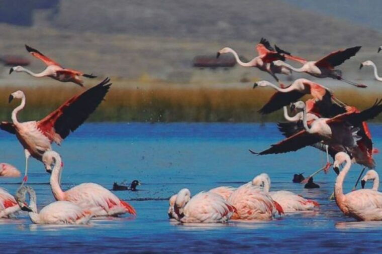 from-arequipa-salinas-lagoon-full-day-trip-with-hot-springs