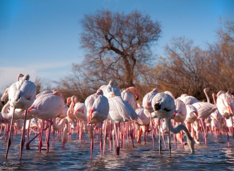 from-avignon-camargue-tour-with-pont-de-gau-bird-park-entry