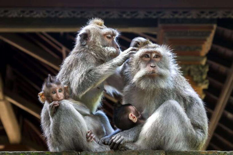 from-bali-saraswati-temple-monkey-forest-ubud-waterfalls