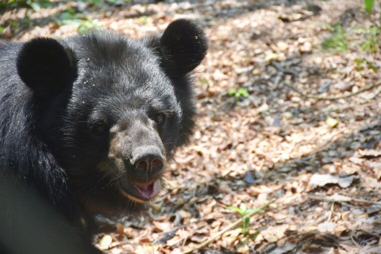 from-bangkok-wildlife-rescue-and-elephant-rescue-tour