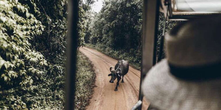 from-bentota-full-day-yala-national-park-safari-tour