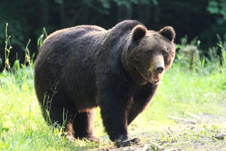 from-brasov-brown-bear-watching-in-the-carpathian-mountains