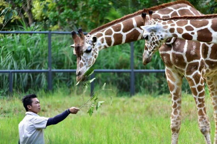 from-cebu-city-cebu-safari-and-adventure-park-day-tour