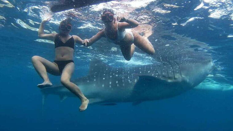from-cebu-city-scuba-diving-adventure-with-whale-sharks