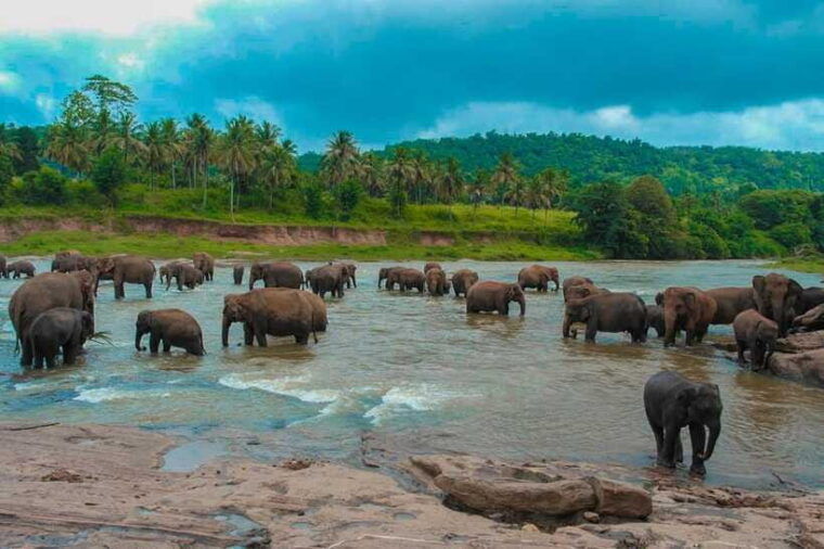 from-colombo-4-day-sri-lanka-tour-with-elephant-orphanage