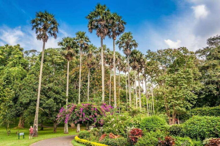 from-colombo-day-trip-to-kandy-pinnwala-royal-gardens-3