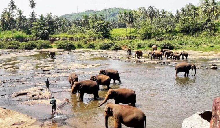 from-colombo-kandy-and-pinnawala-full-day-trip