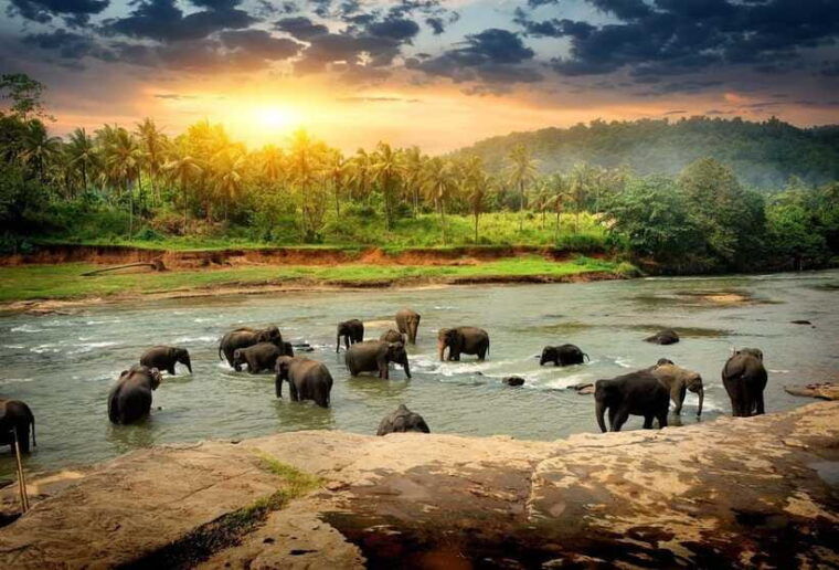 from-colombo-kandy-pinnawala-and-tea-factory-full-day-trip