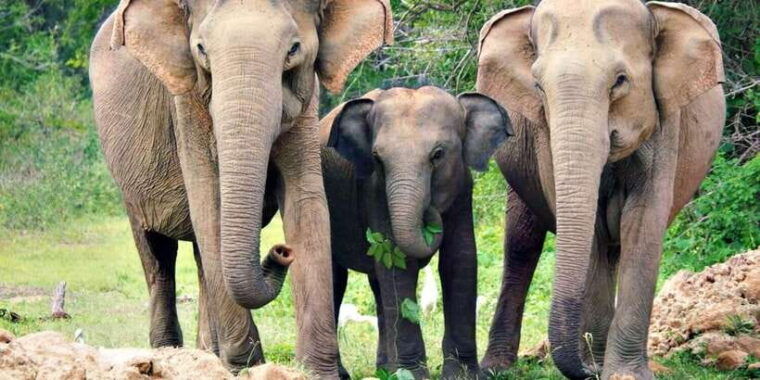 from-colombo-sigiriya-and-dambulla-day-trip-with-safari
