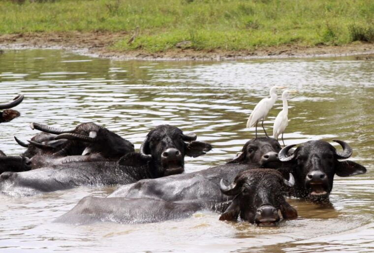 from-colombo-yala-national-park-safari-with-transfer