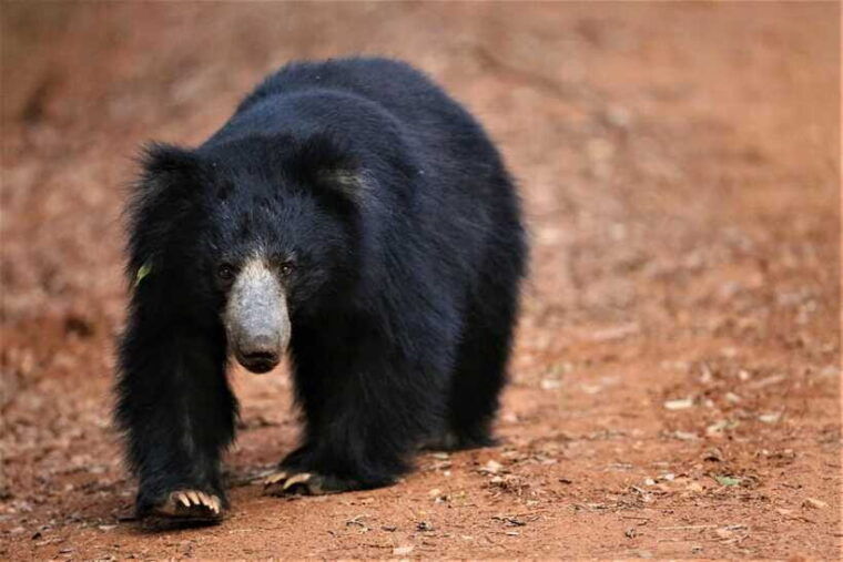 from-ella-2-day-yala-park-safari-transfer-to-beach